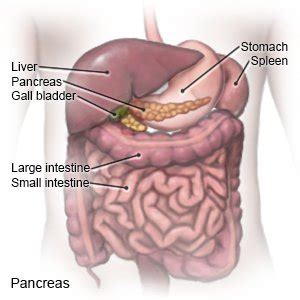 Chronic metabolic acidosis primarily affects two alkaline digestive glands. Pancreatitis (Aftercare Instructions) - What You Need to Know