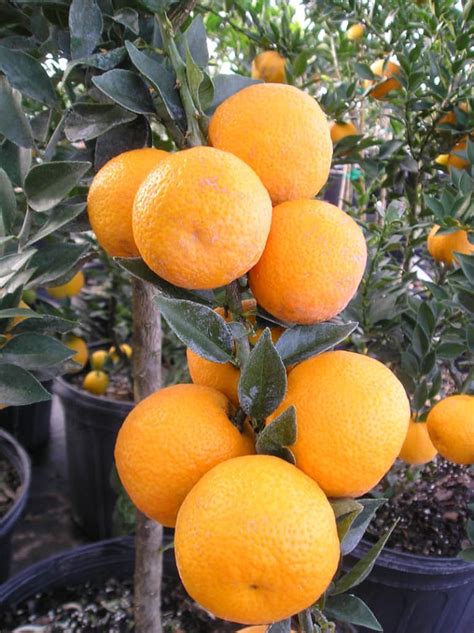 Chinotto Sour Orange Tree — Just Fruits and Exotics