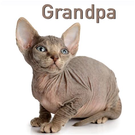I know personally it can be very hard choosing just the right unique kitten names that sum up your ball. 20 Cutest Kitten Names Slideshow