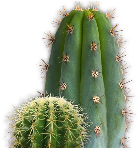 Two Green Cactus Plants On A White Background