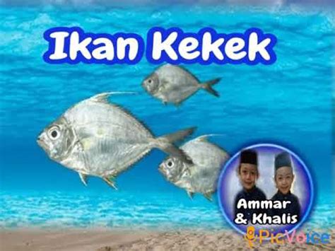 Pastikan anda sudah melihat video musiknya. Lagu kanak-kanak Ikan kekek Ammar & Khalis - YouTube