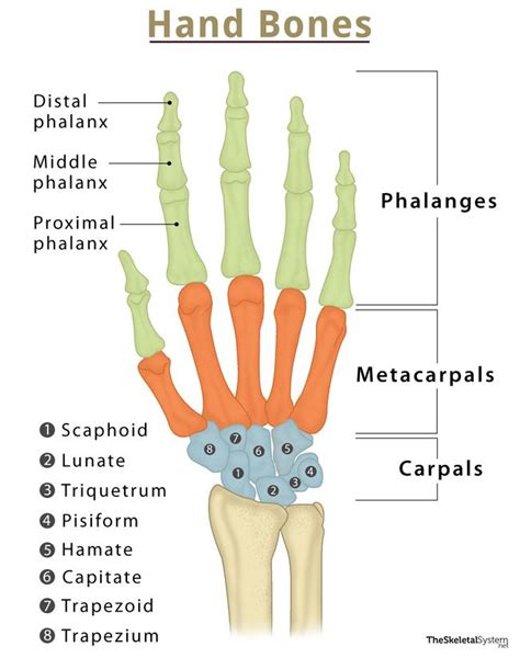 Hand Bones Names And Structure With Labeled Diagrams