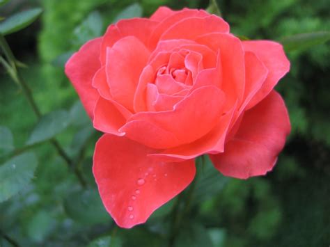 Sad Ogród I Dom Róże Najpiękniejsze Kwiaty Lata