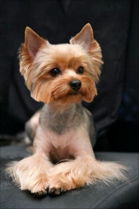 80 Adorable Yorkie Haircuts For Your Puppy In 2021 Yorkshire Terrier
