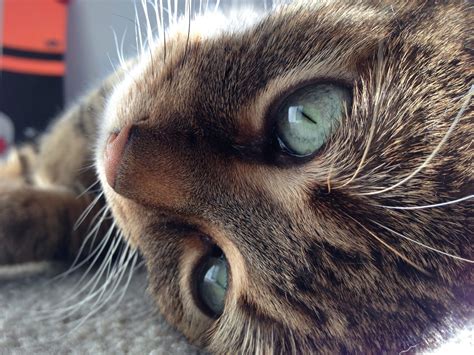 But my cat still acts normal… even if your cat is still playful, lively and enthusiastic, it would be prudent to consult a vet if she is vomiting regularly. My Cat Is Coughing And Throwing Up - Pets Ideas