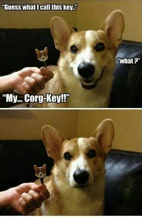 15 Hilarious Corgi Memes Will Make Your Day Page 3 Of 3