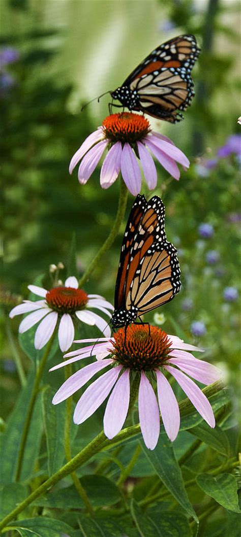 Two Butterflies Photograph By Roni Chastain Fine Art America