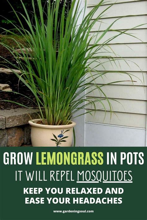 Grow Lemongrass In Pots It Can Repel Mosquitoes Keep You Relaxed And