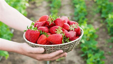 When Is Strawberry Picking Season August 2023