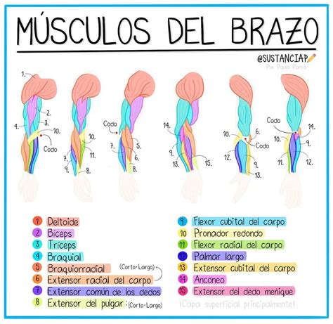 Musculos Del Brazo Y Antebrazo Abc Fichas Kulturaupice