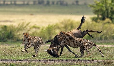 Masai Mara Wildlife Photography Tour Darter Photography