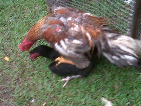 Ayam betina bangkok - YouTube