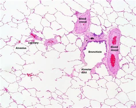 Cross section of a monkey lumbar vertebral body. lung histology labeled - bronchiole, alveolar duct ...