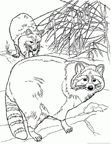 raccoon coloring pages part