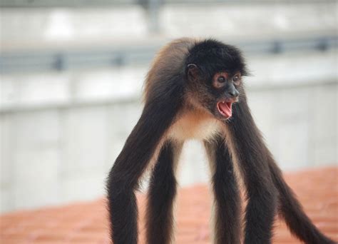 I Want One Is It Ethically Right To Keep Spider Monkeys As Pets
