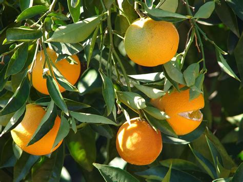 Orange Fruit And Its Origins Information About Crops