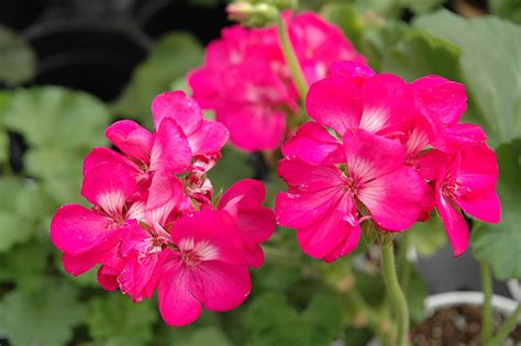 Maybe you would like to learn more about one of these? Rocky Mountain Deep Rose Geranium (Pelargonium 'Rocky ...