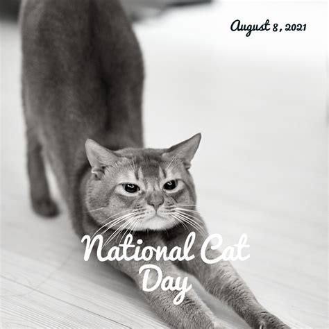 National Cat Day — The Travel Content Club