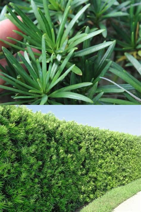 More information on podocarpus macrophyllus. Buy Maki Podocarpus Macrophylla Yew Plants For Sale Online ...