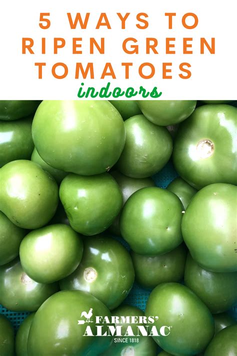 4 Easy Ways To Ripen Green Tomatoes Indoors Ripen Green Tomatoes