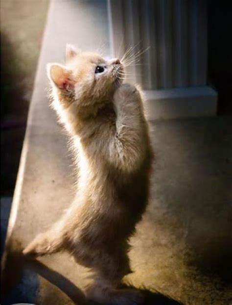 Praying Kitten Love Meow