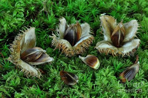 Beech Nuts Fagus Sylvatica Photograph By Colin Varndellscience Photo