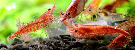 Betta fish will easily eat cherry shrimps, especially since the latter grows to around one inch or smaller. Kozice za Akvarij (White Pearl Shrimp i Red cherry shrimp)