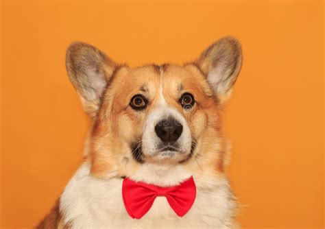 Puppy Corgi Dogs With Big Ears On Yellow Isolated Background Portrait