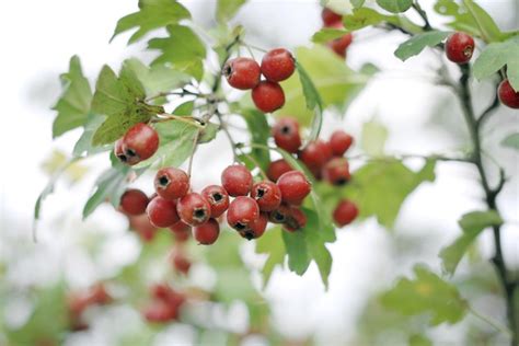 How To Identify A Tree With Red Berries Hunker