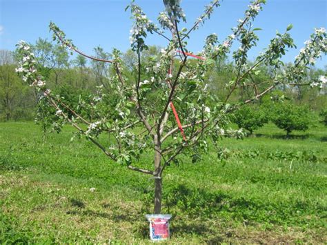 Stages Of Apple Tree Growth What To Expect After Planting Stark Bros