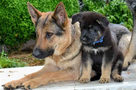 German shepherd purebred, bothale and female puppies. German Shepherd Puppies Nc Cheap | PETSIDI