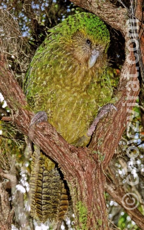 Mezi ně patří šarlatově kvetoucí pohutukawy a jerlínu se žlutými květy. Kakapo soví (Strigops habroptilus) - ChovZvířat.cz