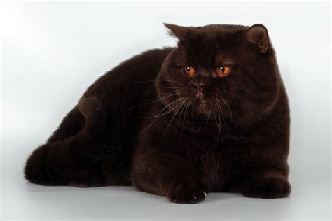 21 British Shorthair Cat Black Furry Kittens