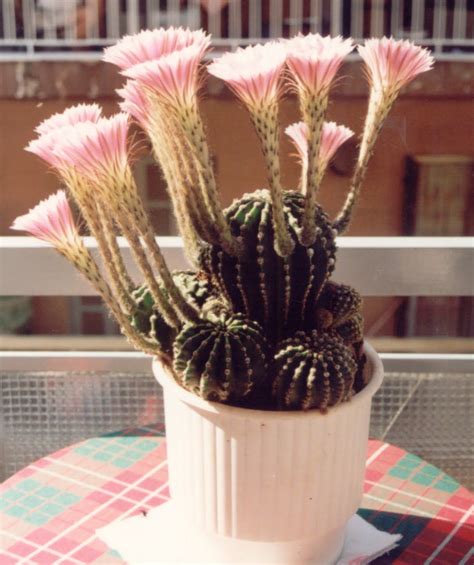 But it's more important that the evening temperature is cooler than it is during the day. I have some of these and they bloom like crazy...one pot ...