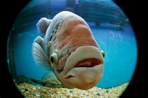 Most Funny Fishes New Photographs | Funny And Cute Animals Our photo editor has more than 466 online funny photomontages for you to choose.
