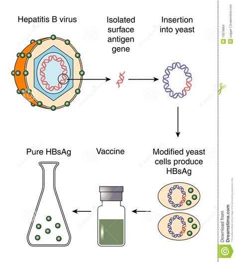Als vermutung bleibt, dass sinusvenenthrombosen durch virale vektoren ausgelöst werden. Hepatitis B vaccine stock vector. Image of production ...