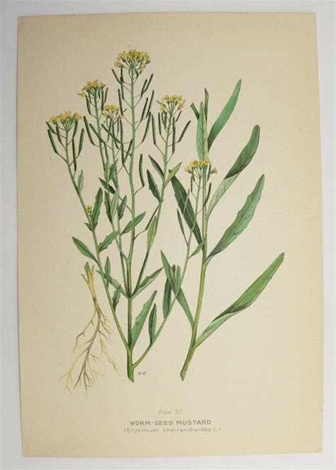 Yellow Mustard Herb Botanical Print 1923 Vintage Wild Flower Etsy