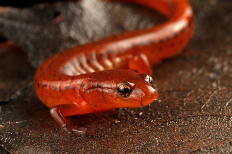 New Species Discovery Years In The Making Carolina Sandhills Salamander