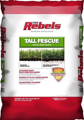 Top 11 Best Fescue Grass Seed Reviews 2022