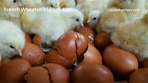 French Wheaten Marans Fertile Hatching Eggs For Sale Fresh Fertile Eggs Cackle Hatchery®