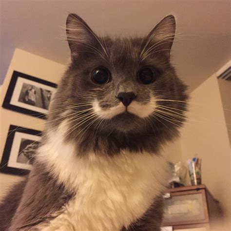 Hamilton Hipster Cat Themustachecat Twitter
