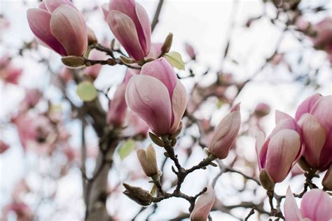 Saucer Magnolia Care And Growing Guide