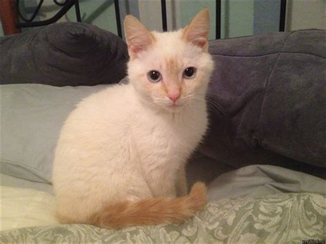 Find Out Who Is Worried About Flame Point Siamese Kittens
