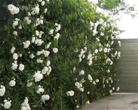 Price and other details may vary based on size and color Greenscreen Trellis Fence Panels - Landscaping Network