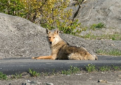 Coyote Quadruped Animal · Free Photo On Pixabay