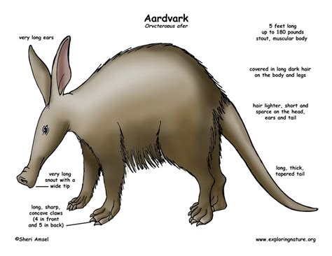 On anatomical parts the user can choose to display the various structures in colored illustrations of the anatomy of the back and spine: Aardvark Body Diagrams and Habitat Posters