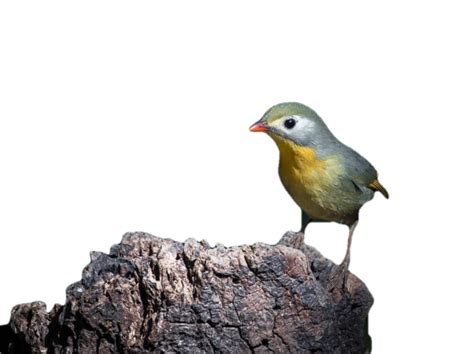 Beautyful Bird Png Download Photo 237 Takepng Download Free Png