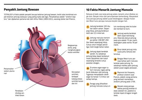 Mengenal Anatomi Jantung Dan Fungsinya Pada Tubuh