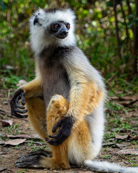 Diademed Sifaka Lemur In Madagascar Smithsonian Photo Contest