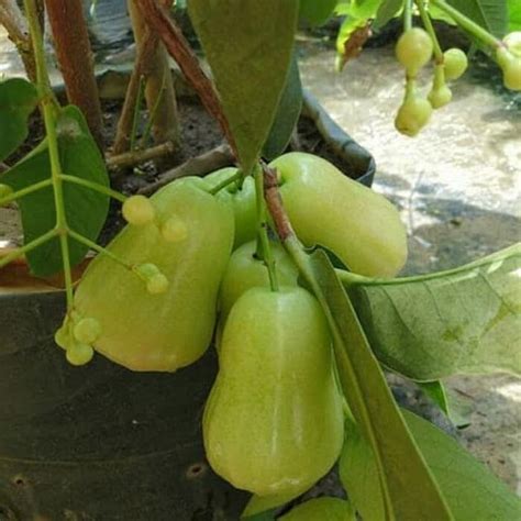Pohon Jambu Madu Deli Hijau Lazada Indonesia